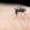 Dengue cases rise in Gurgaon