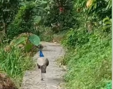 Mysterious peacock sighting in mountains Is climate change the culprit